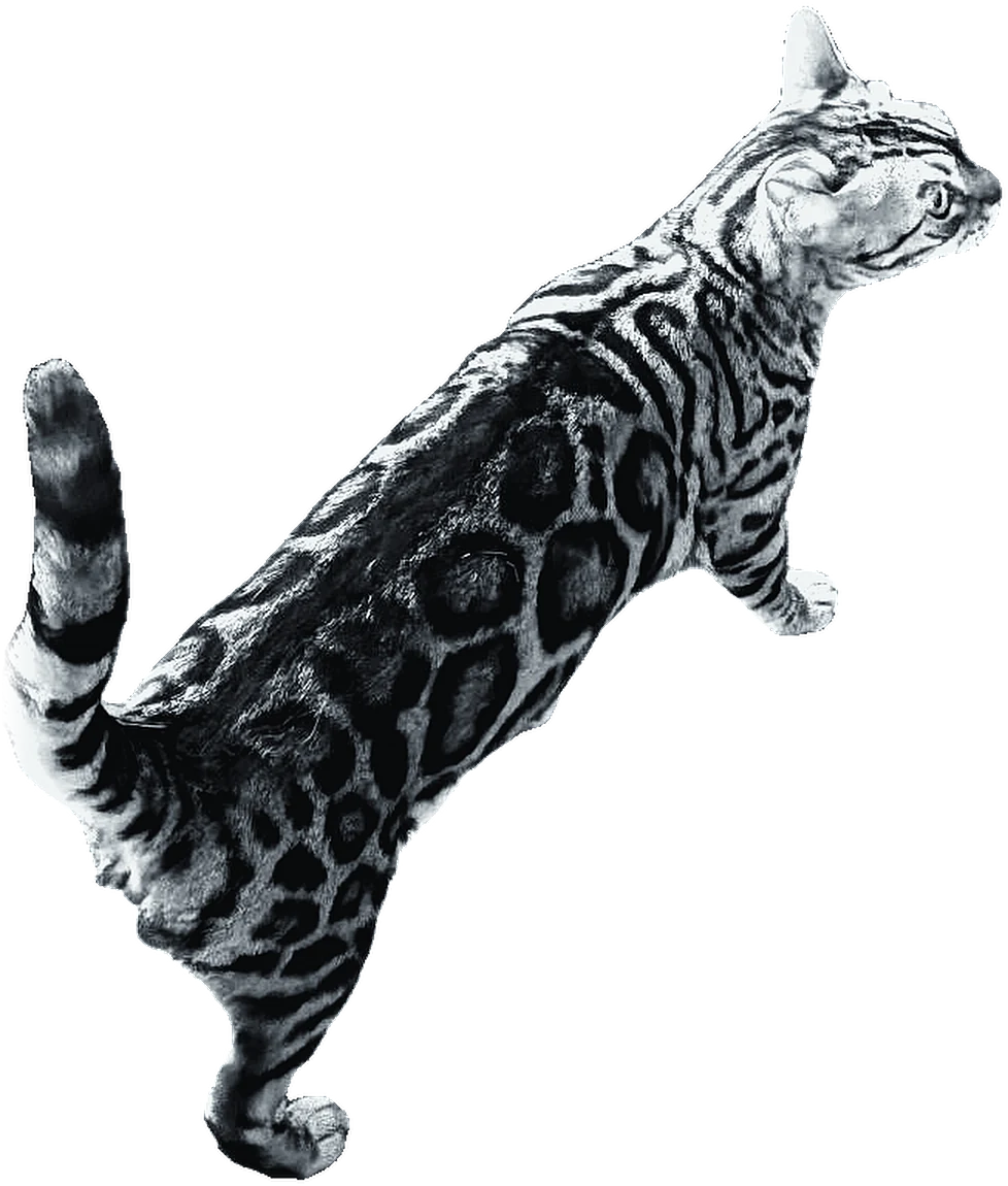 Smoke on patrol, seen from above