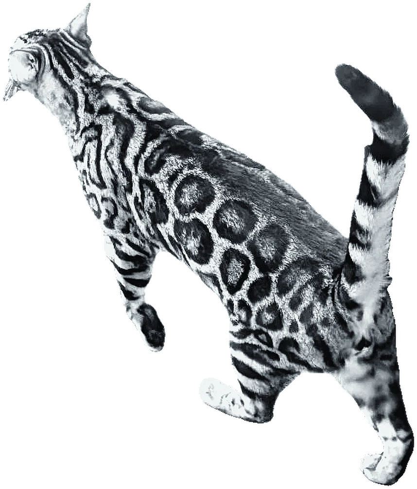 Smoke walking the perimeter, tail up